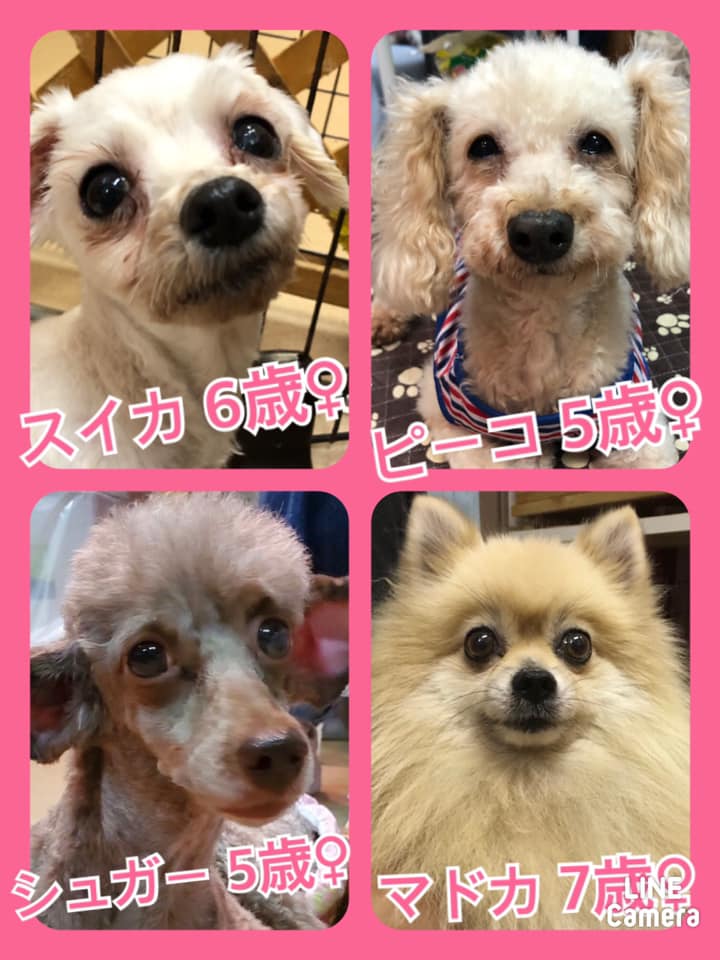 🐾今日の里親様募集中ワンコ🐶メンバーです🐾2020,9,17